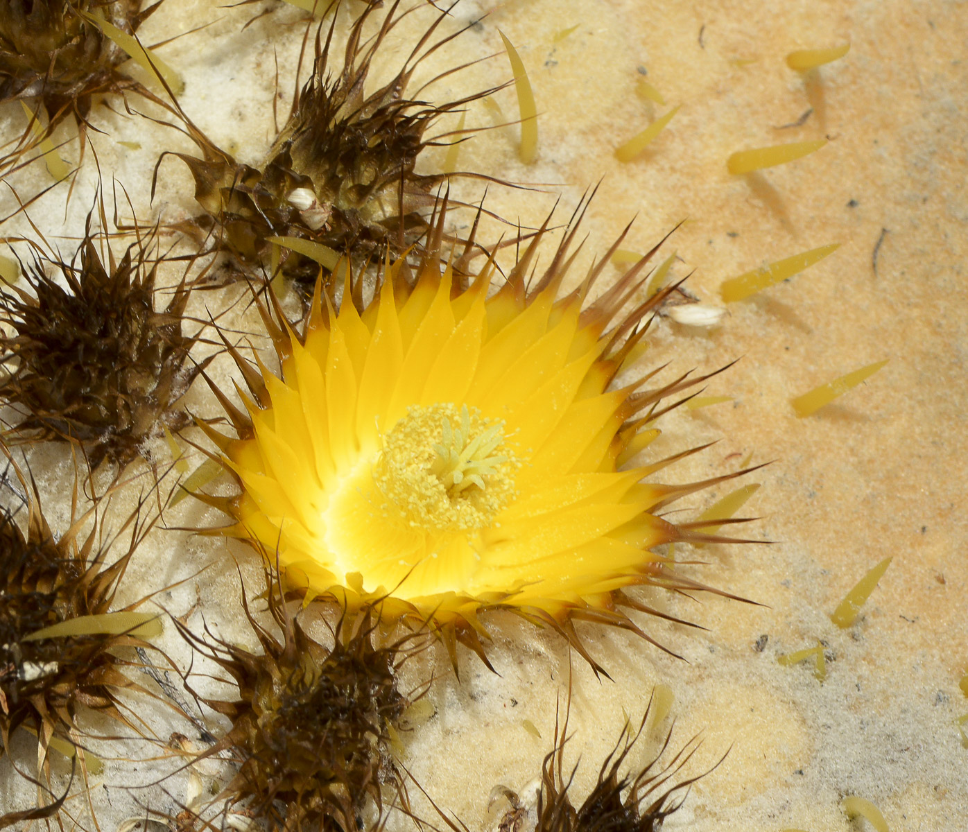 Изображение особи Echinocactus grusonii.