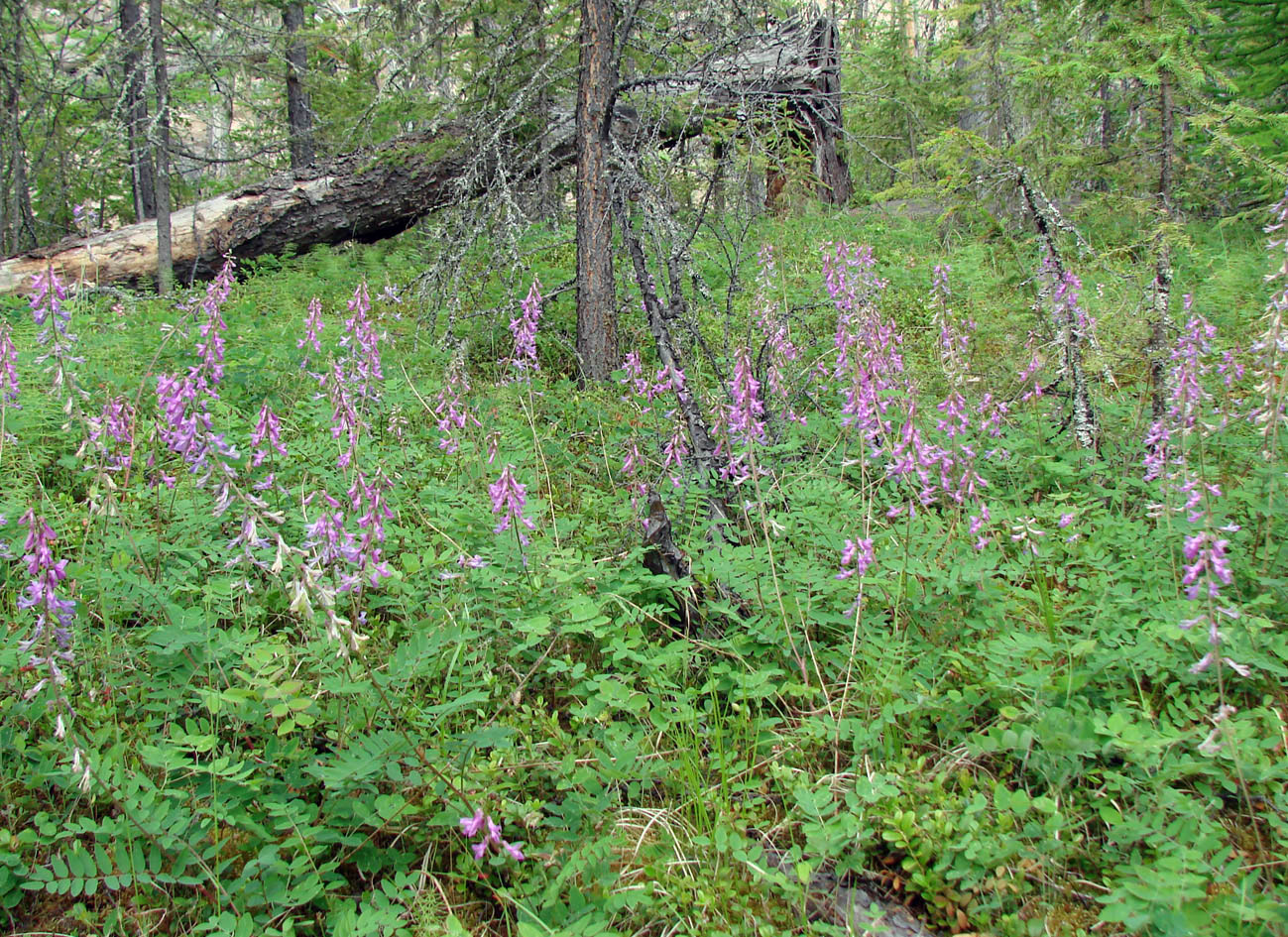 Изображение особи Hedysarum alpinum.