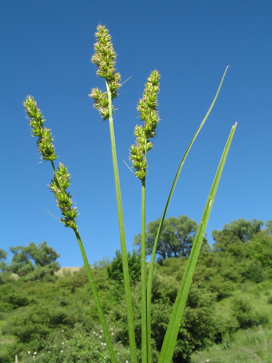 Изображение особи Carex otrubae.