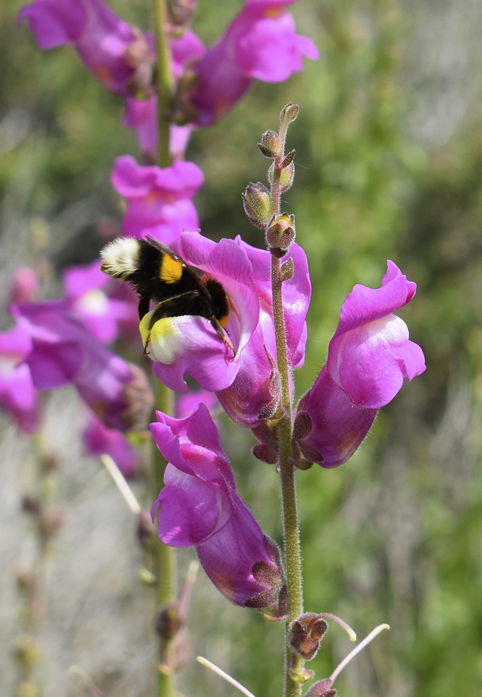 Image of Antirrhinum majus specimen.