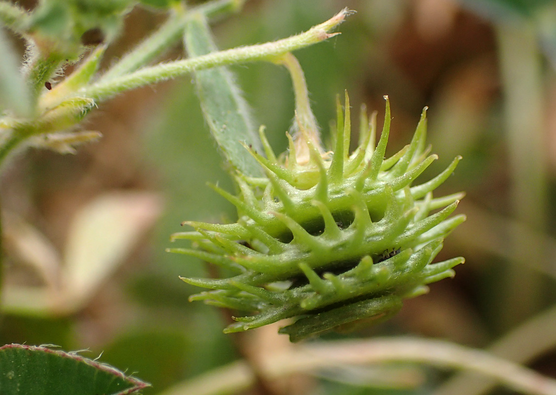 Image of Medicago disciformis specimen.