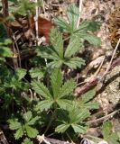 Potentilla heidenreichii