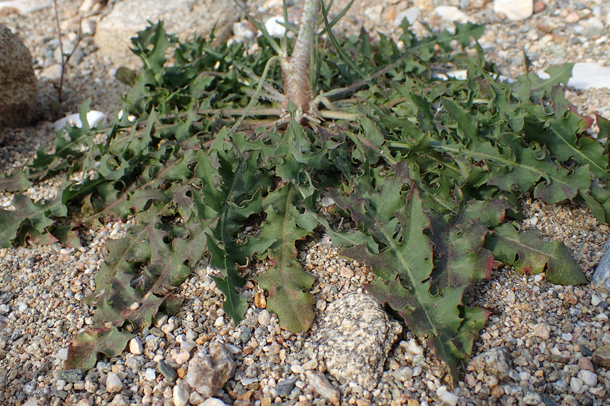 Image of Chondrilla juncea specimen.