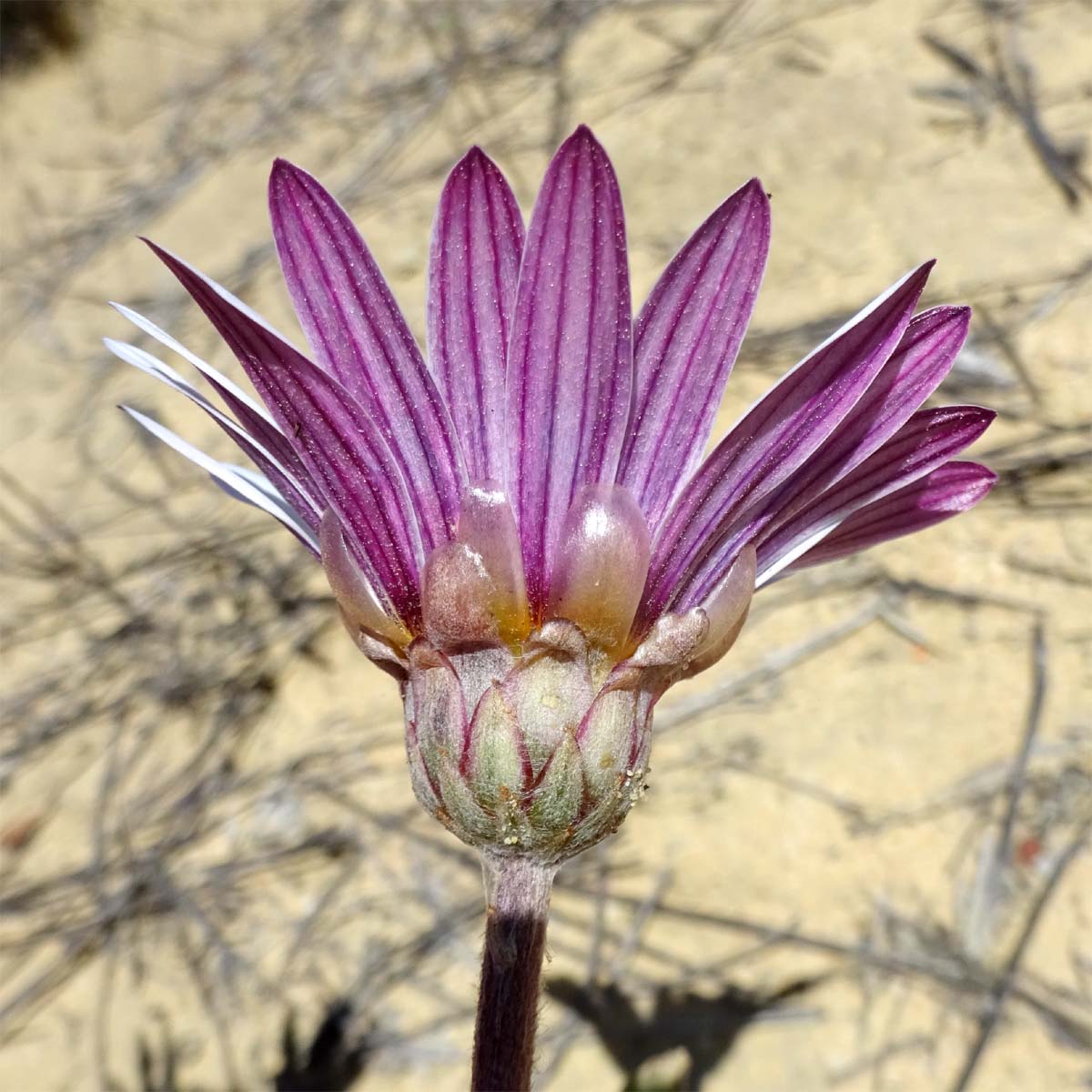 Image of Arctotis angustifolia specimen.