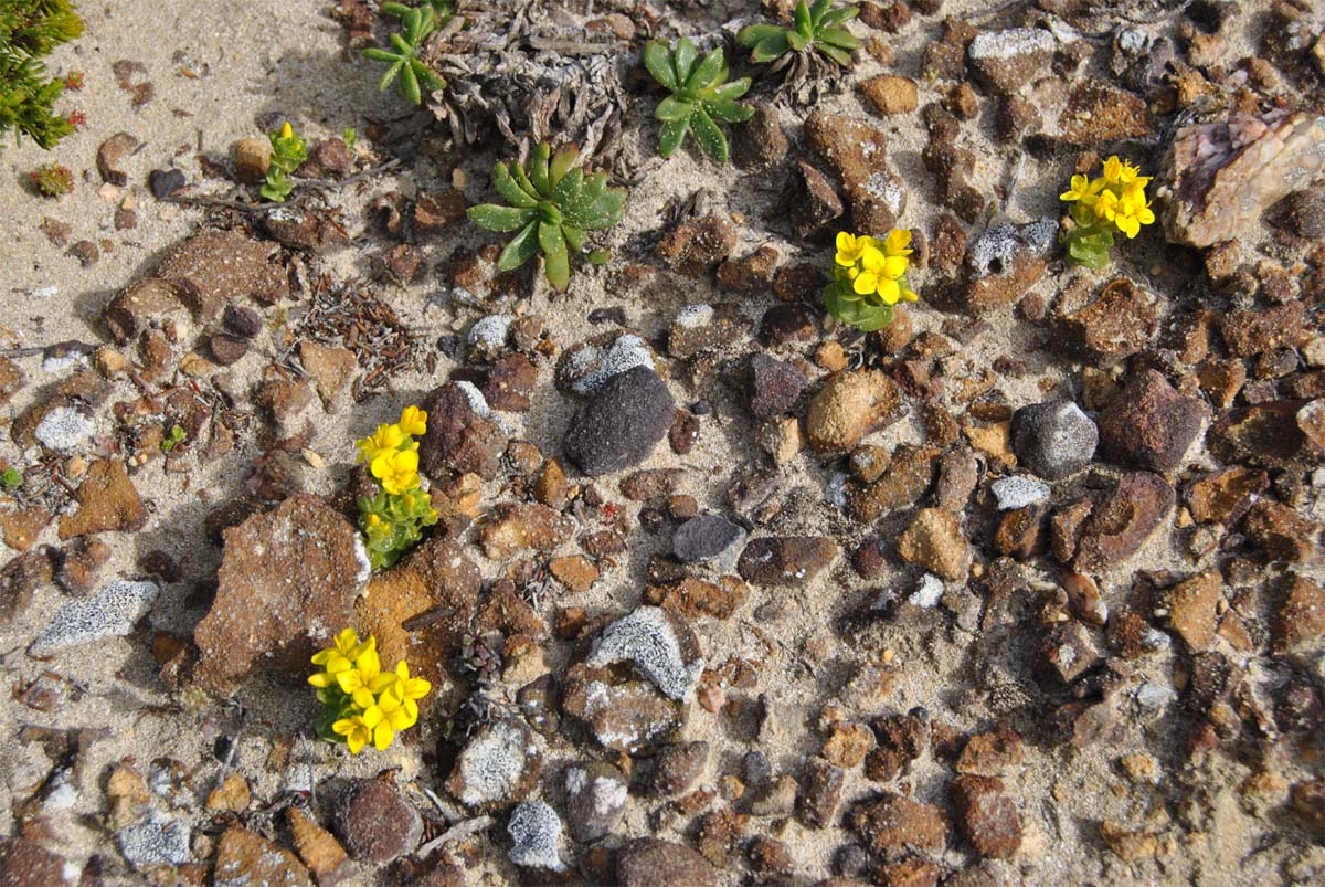 Image of Sebaea aurea specimen.