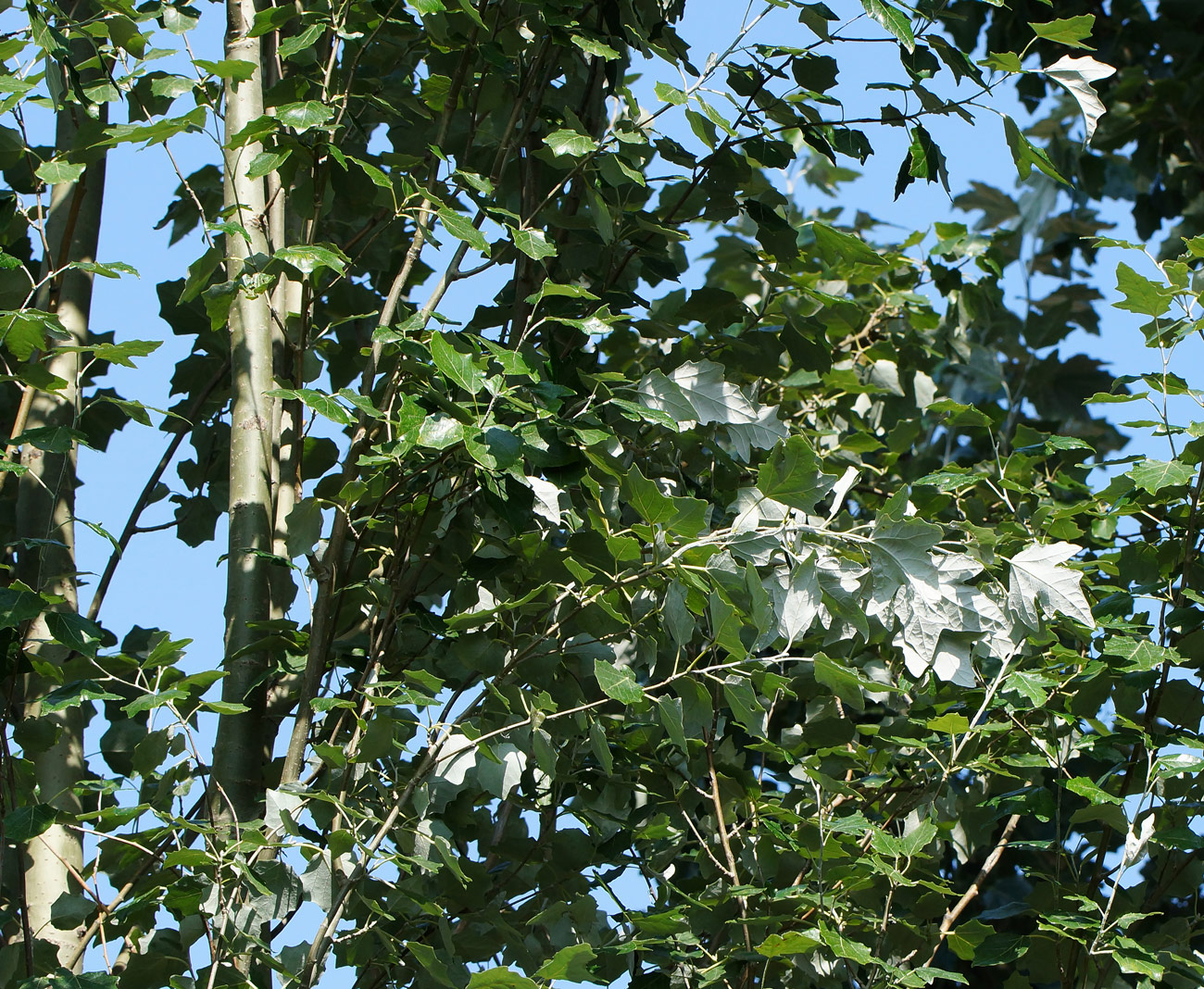 Image of Populus alba specimen.