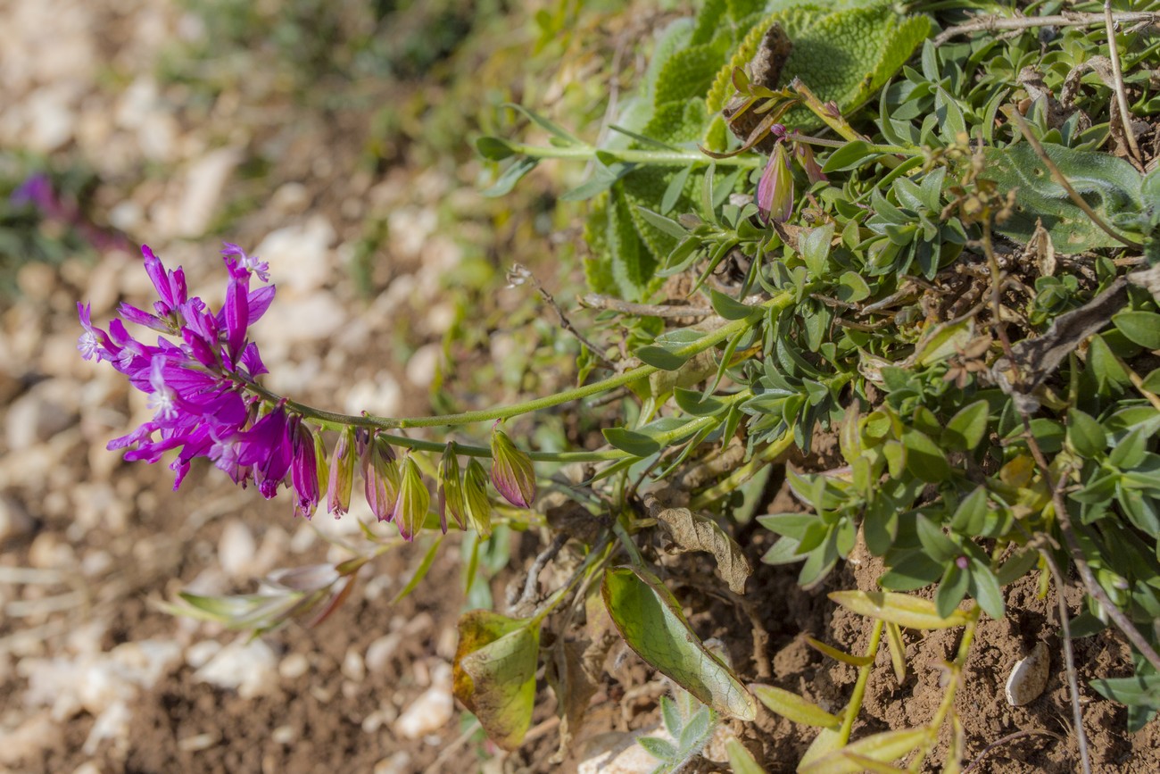 Image of Polygala caucasica specimen.