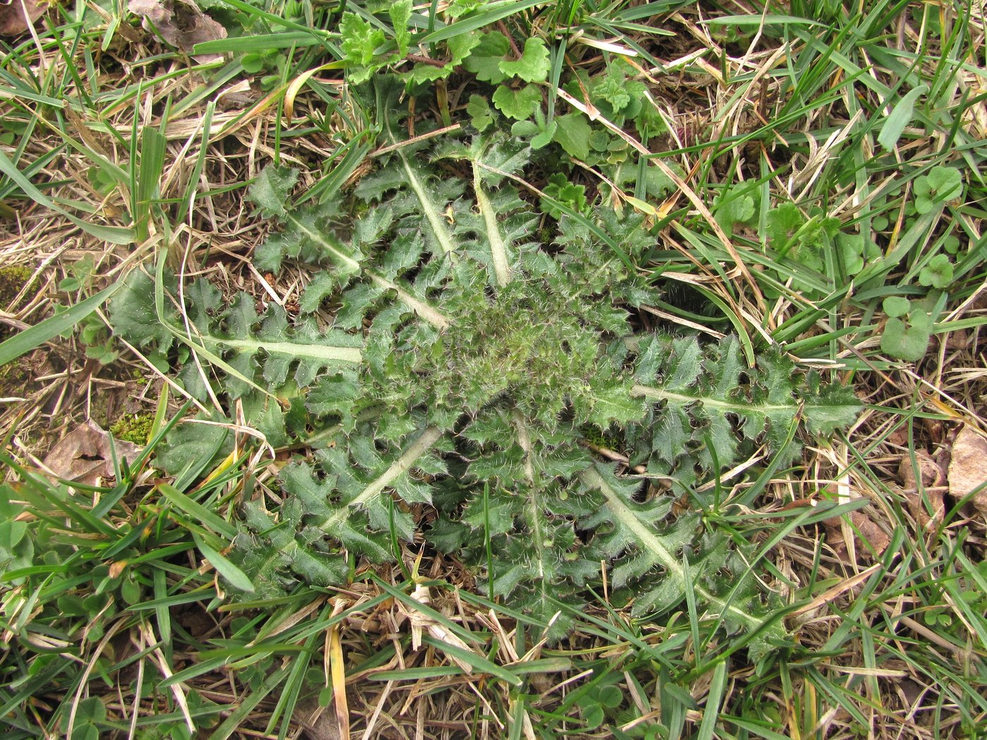 Изображение особи семейство Asteraceae.