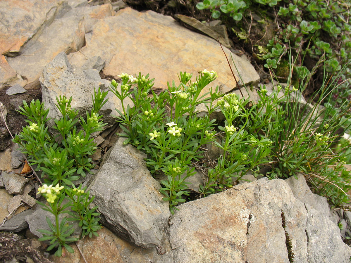 Image of Galium bellatulum specimen.