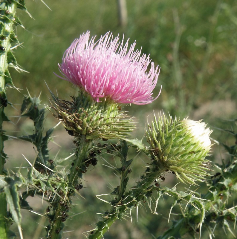 Image of Carduus acanthoides specimen.