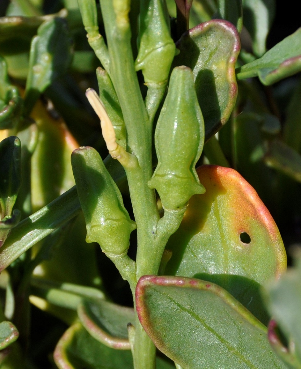 Image of Cakile maritima ssp. integrifolia specimen.