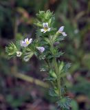 genus Euphrasia