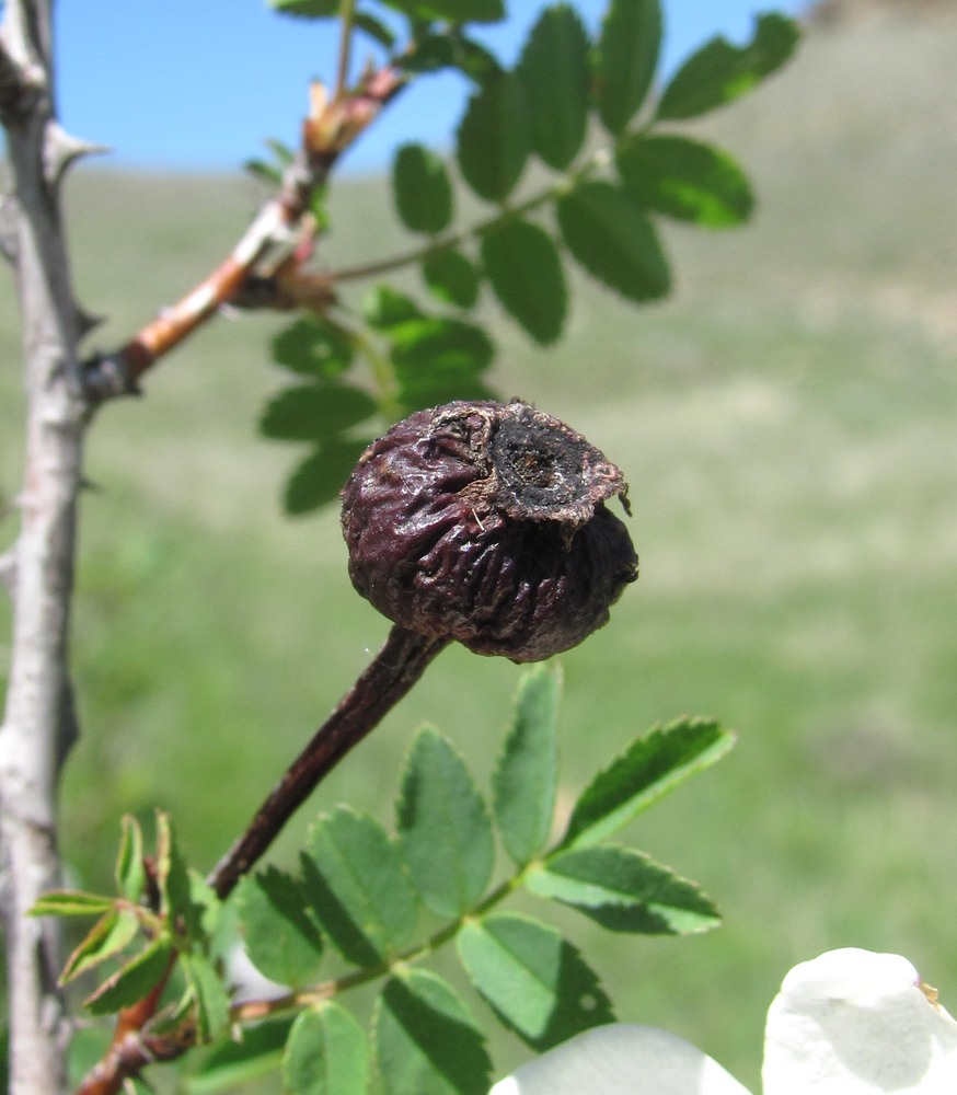 Image of Rosa elasmacantha specimen.