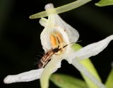 Platanthera bifolia