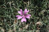 Malva sylvestris