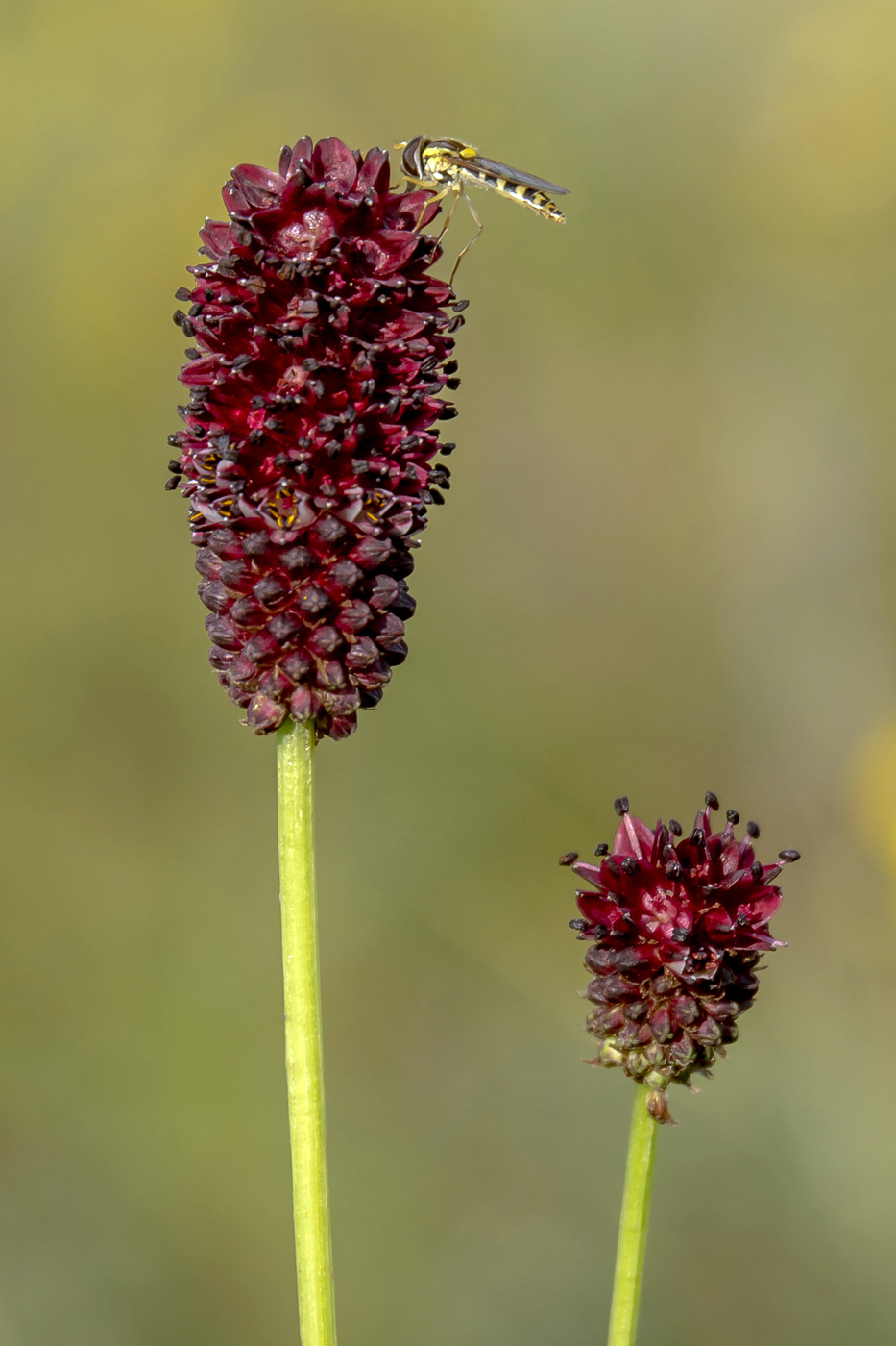 Image of Sanguisorba officinalis specimen.