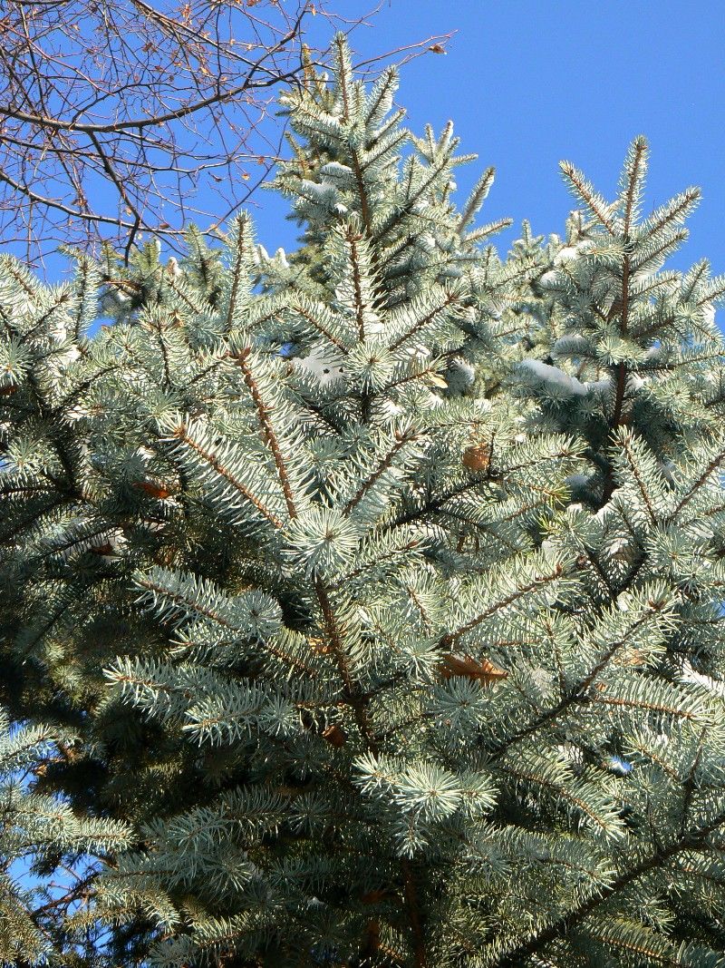 Изображение особи Picea pungens f. glauca.