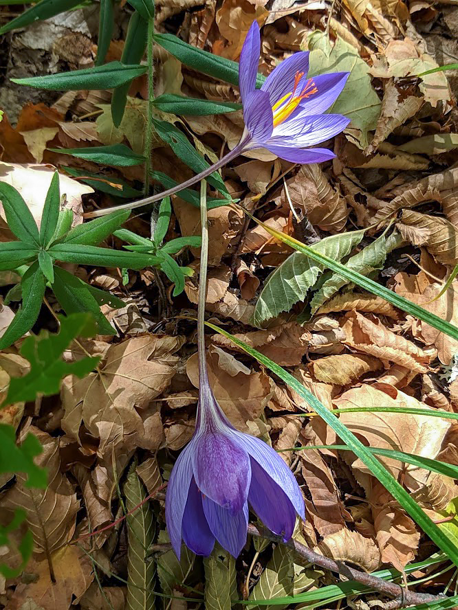 Image of Crocus speciosus specimen.