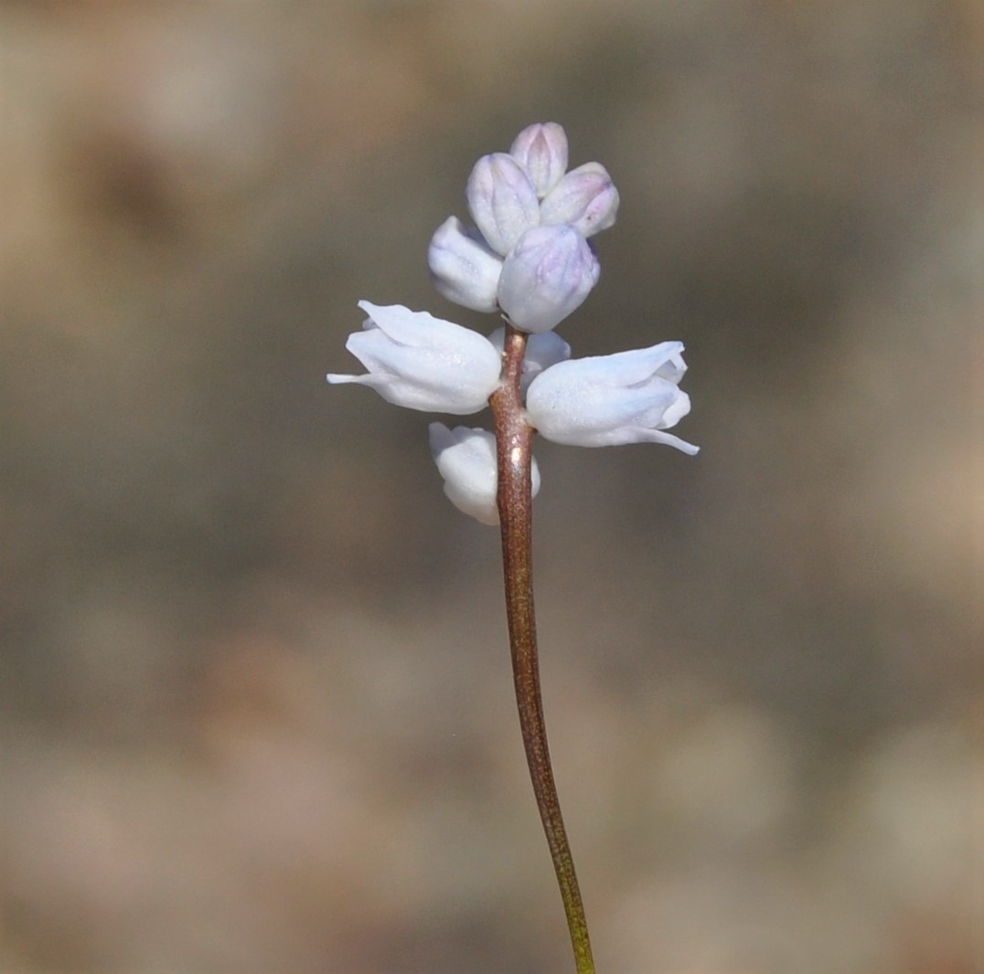 Изображение особи Hyacinthella millingenii.