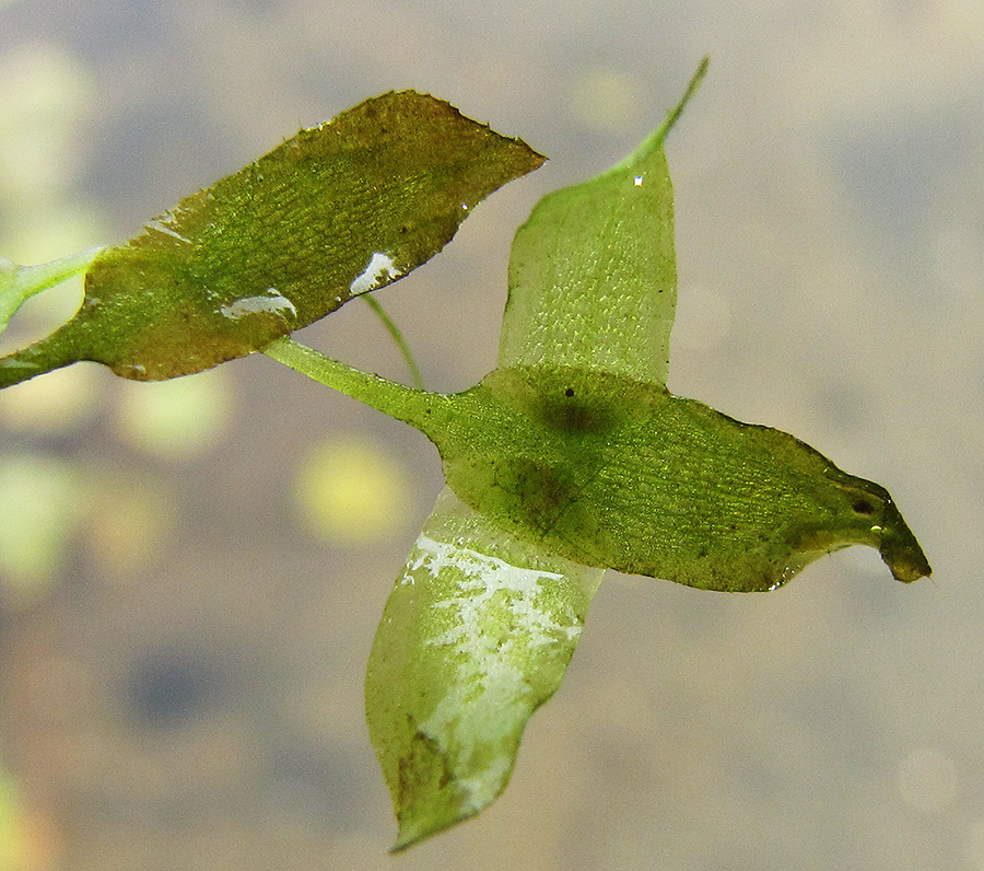 Image of Lemna trisulca specimen.