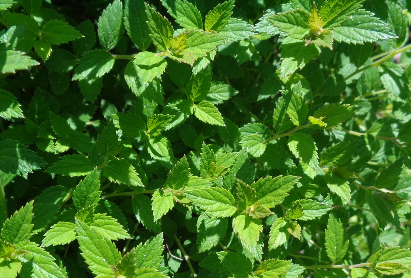 Image of Spiraea japonica specimen.