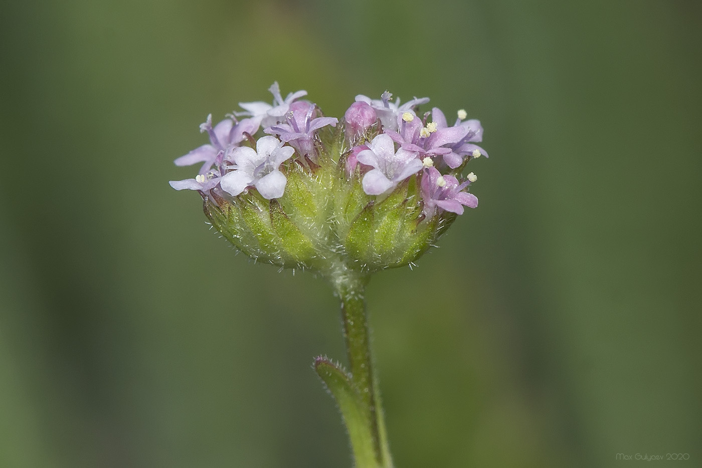 Изображение особи Valerianella coronata.