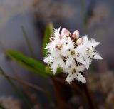 Menyanthes trifoliata. Соцветие. Ленинградская обл., Лужский р-н, окр. пос. Мшинская, болото Вязкий Мох, окраина (предположительно) пруда. 28.05.2020.