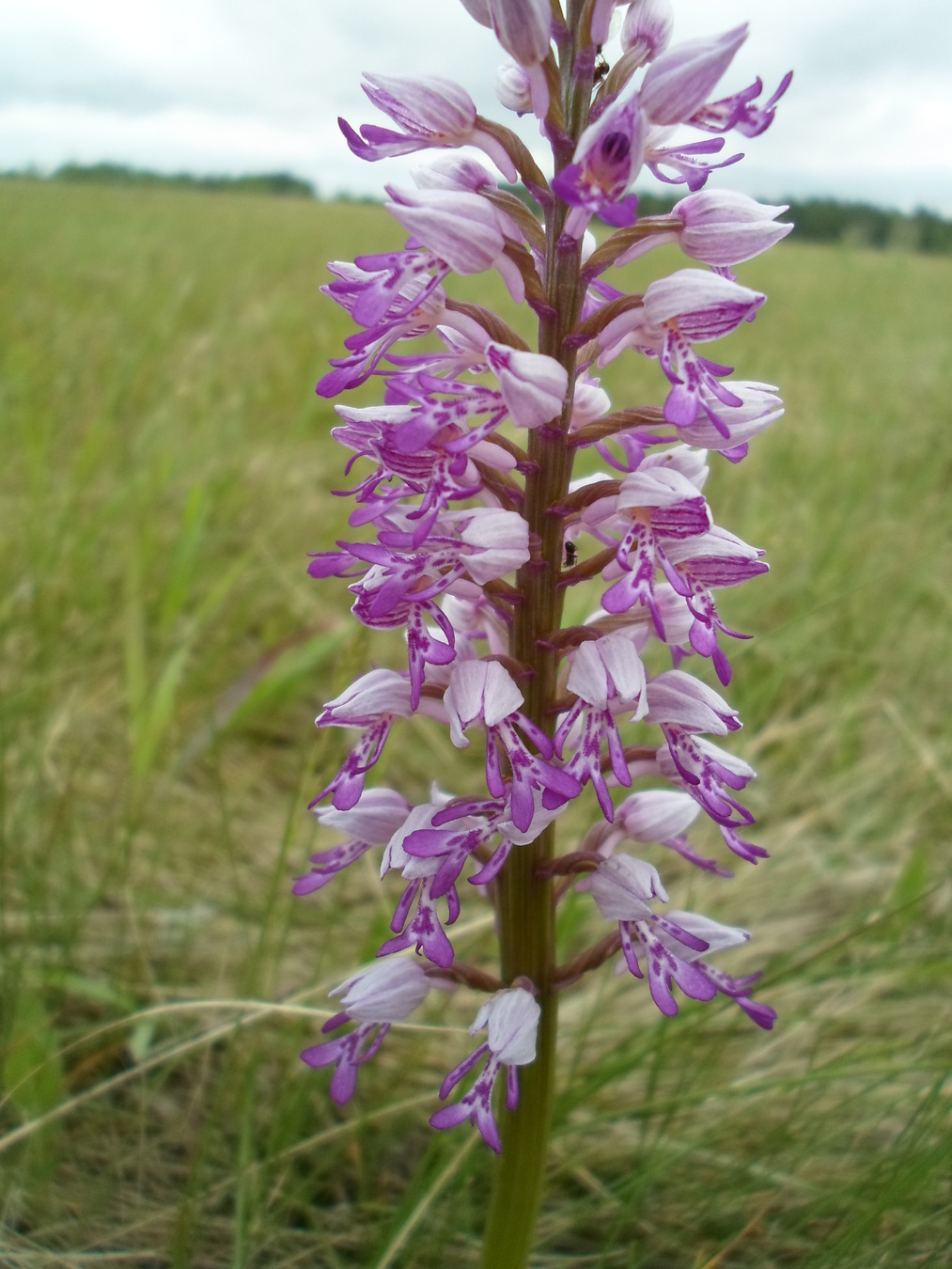 Изображение особи Orchis militaris.