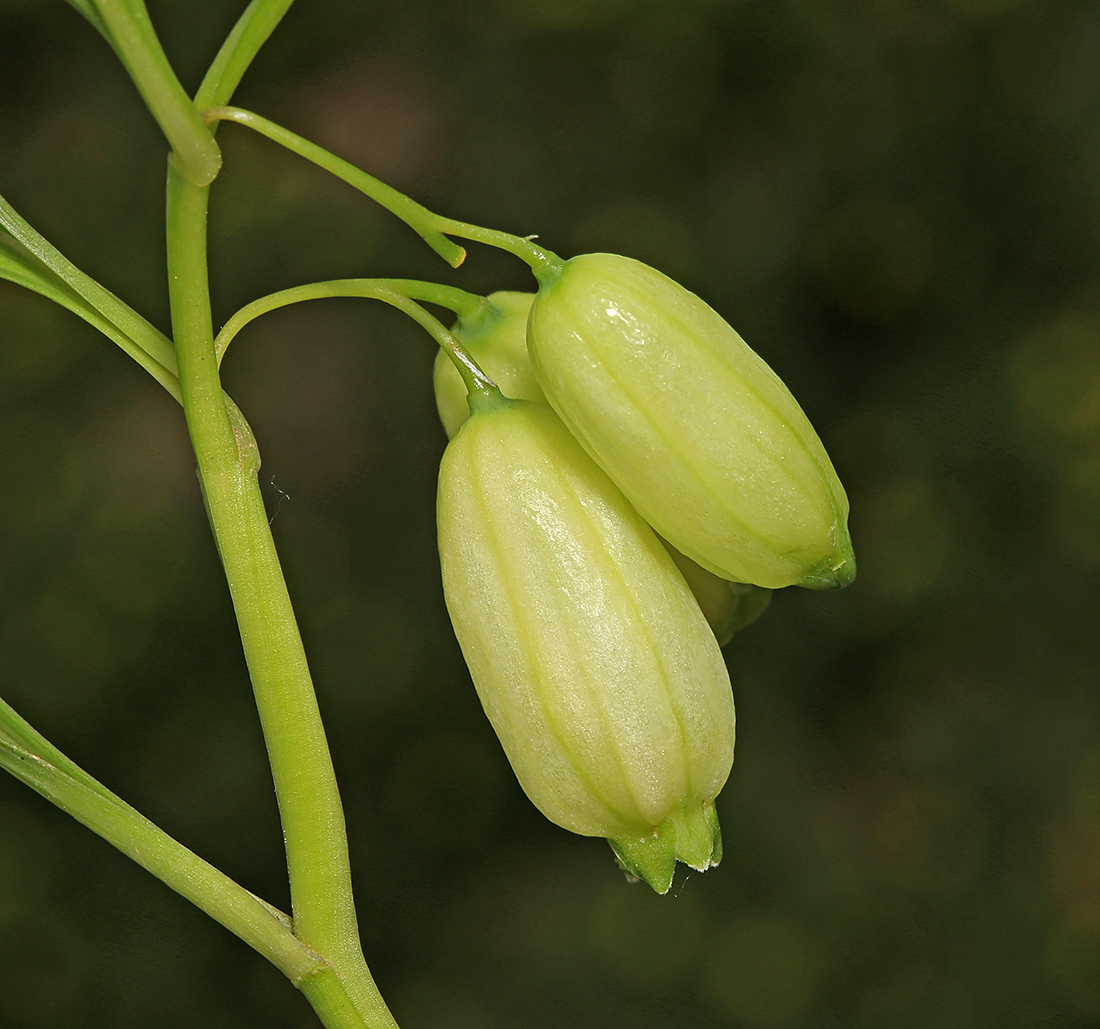 Image of Polygonatum acuminatifolium specimen.