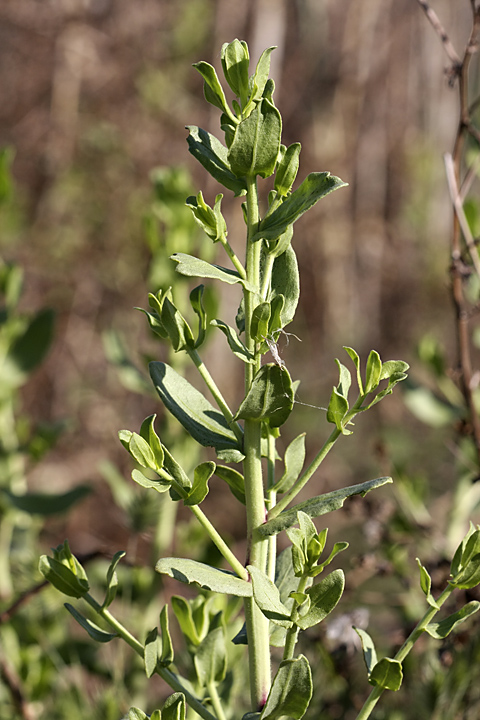 Image of Karelinia caspia specimen.