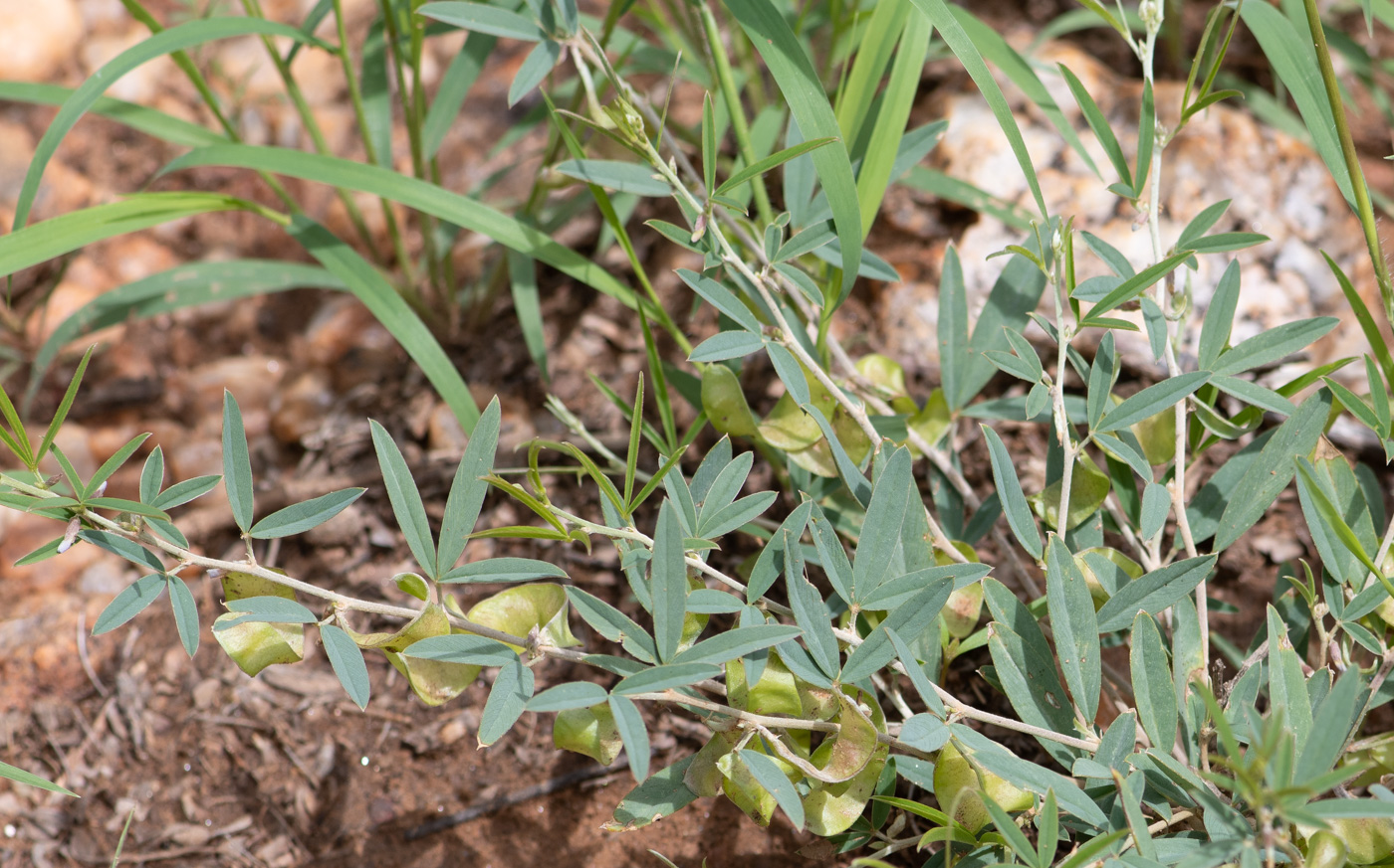 Изображение особи Ptycholobium biflorum.