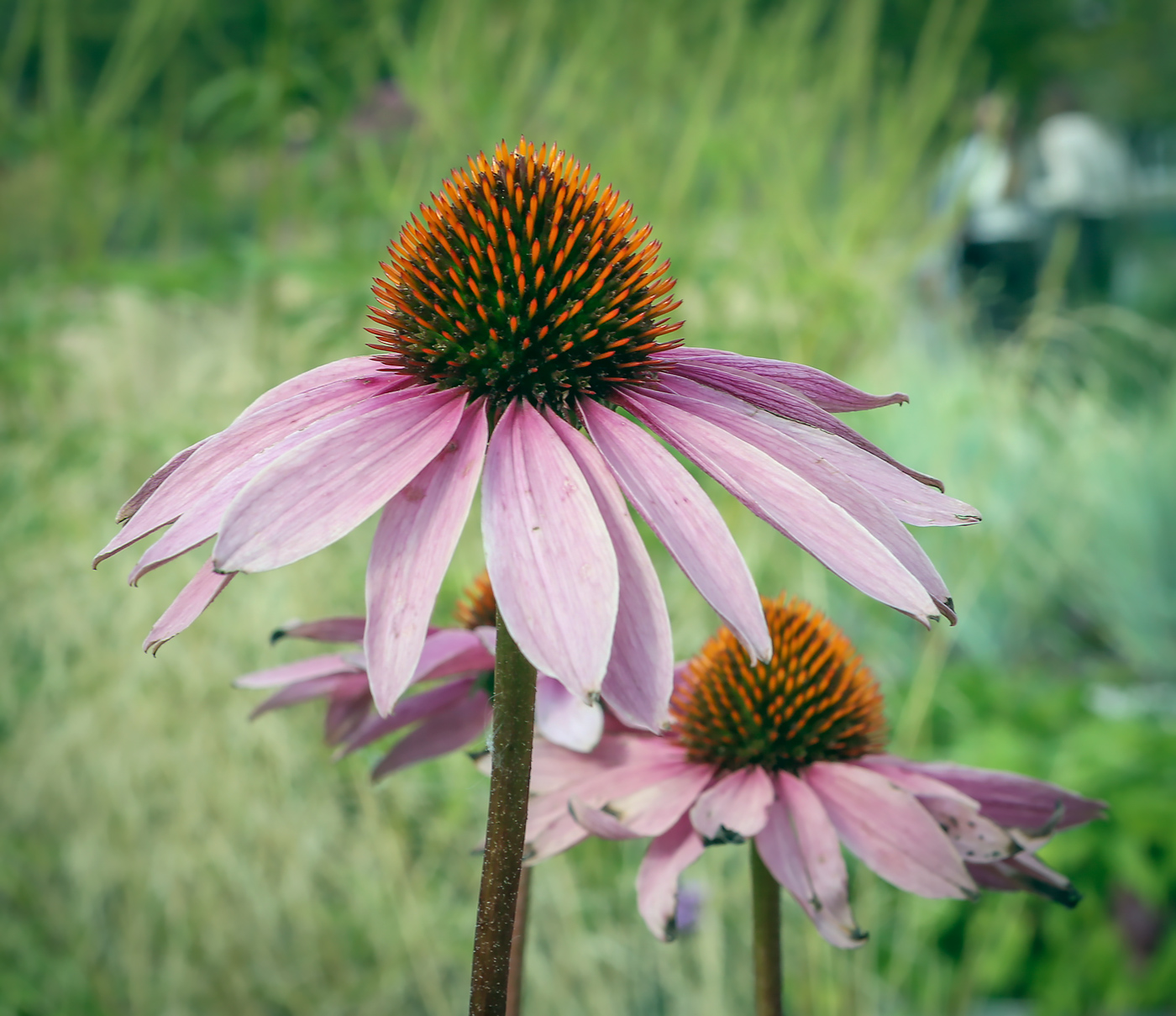 Изображение особи Echinacea purpurea.