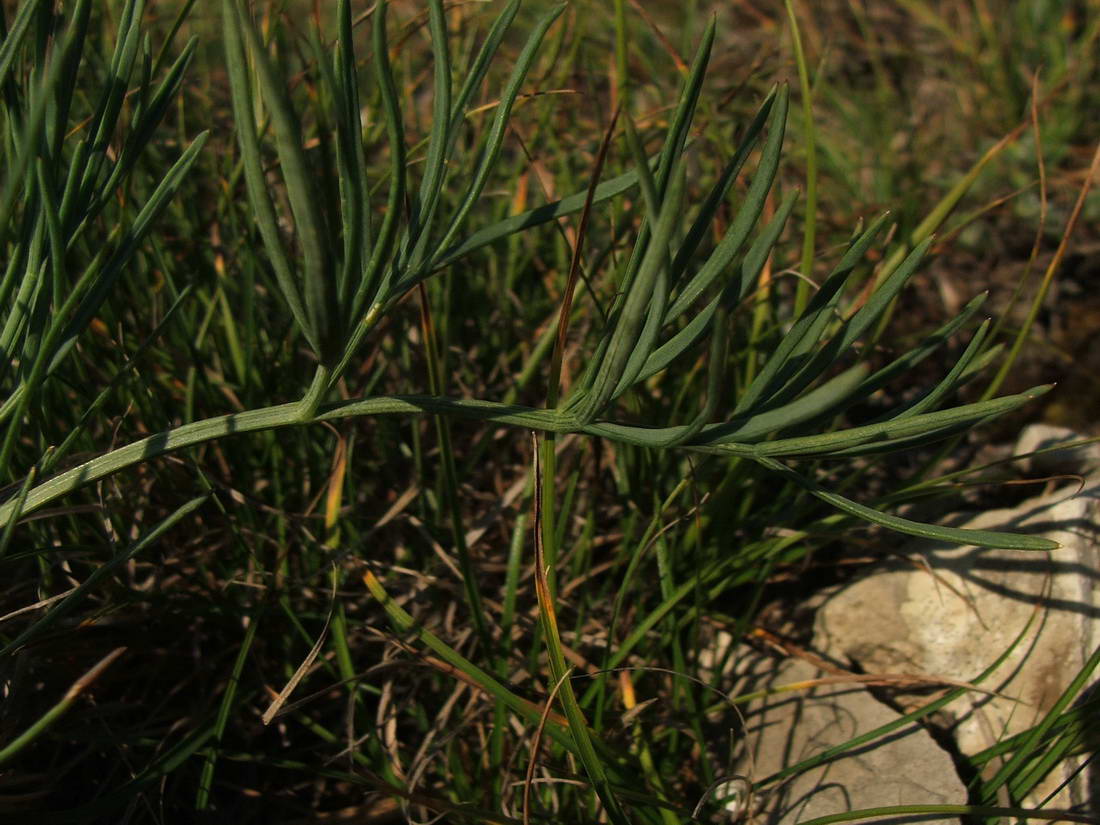 Image of Seseli lehmannii specimen.