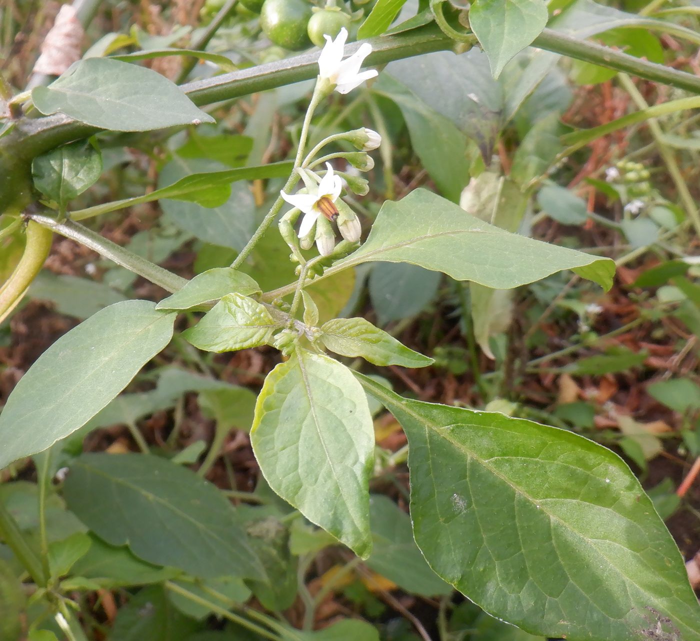 Image of Solanum scabrum specimen.