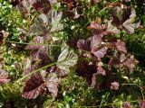 Rubus chamaemorus