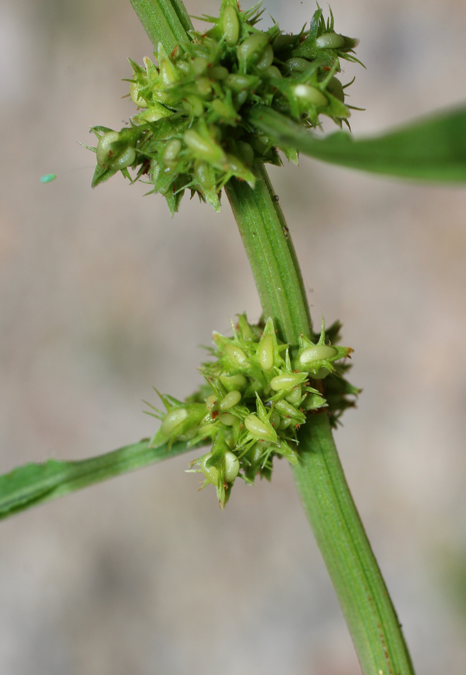 Изображение особи Rumex halacsyi.