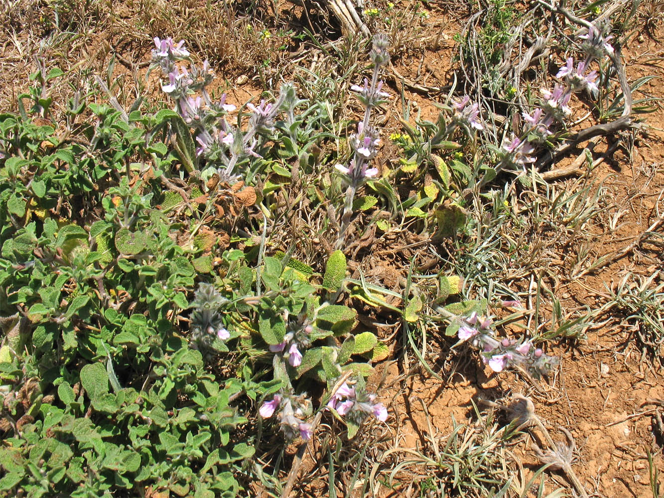 Изображение особи Stachys cretica ssp. smyrnaea.