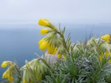 Onosma polyphylla. Верхушка цветущего растения. Крым, городской округ Феодосия, окр. пос. Орджоникидзе, мыс Киик-Атлама, каменистая осыпь. 02.05.2021.