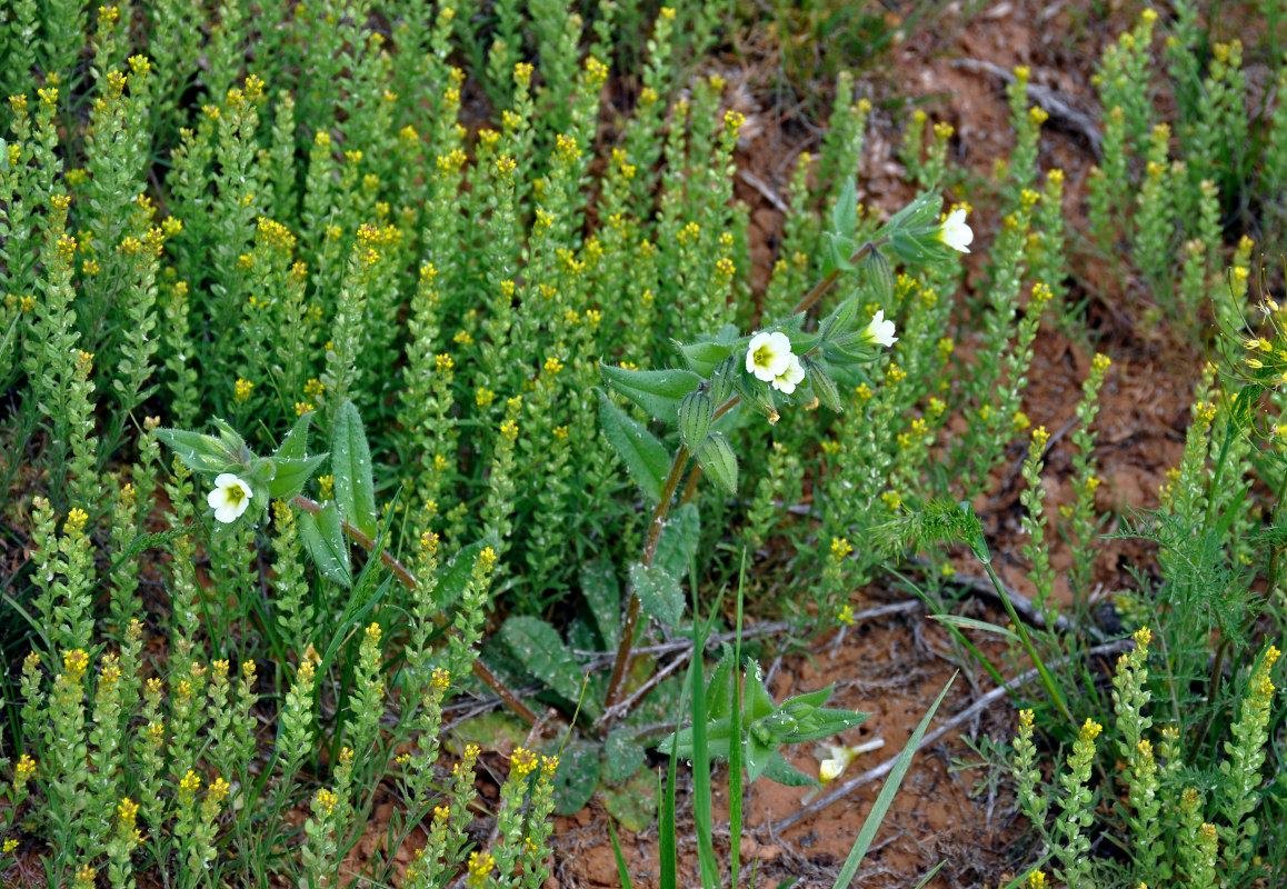 Image of Nonea lutea specimen.