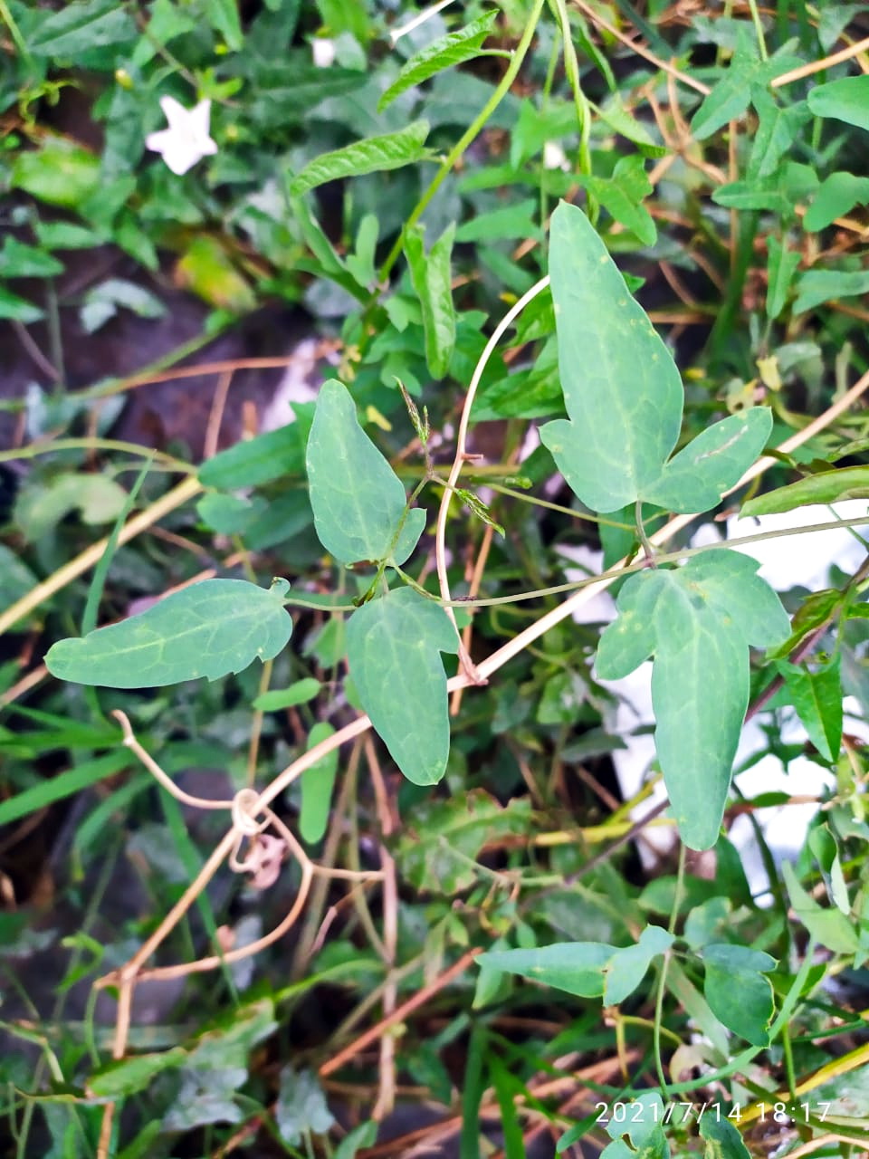 Image of Clematis orientalis specimen.