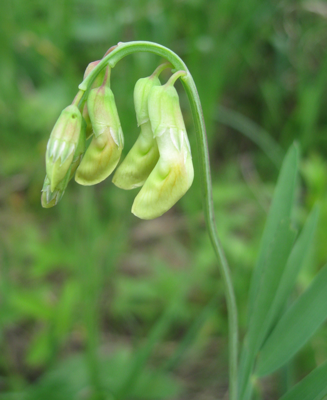 Изображение особи Lathyrus lacaitae.