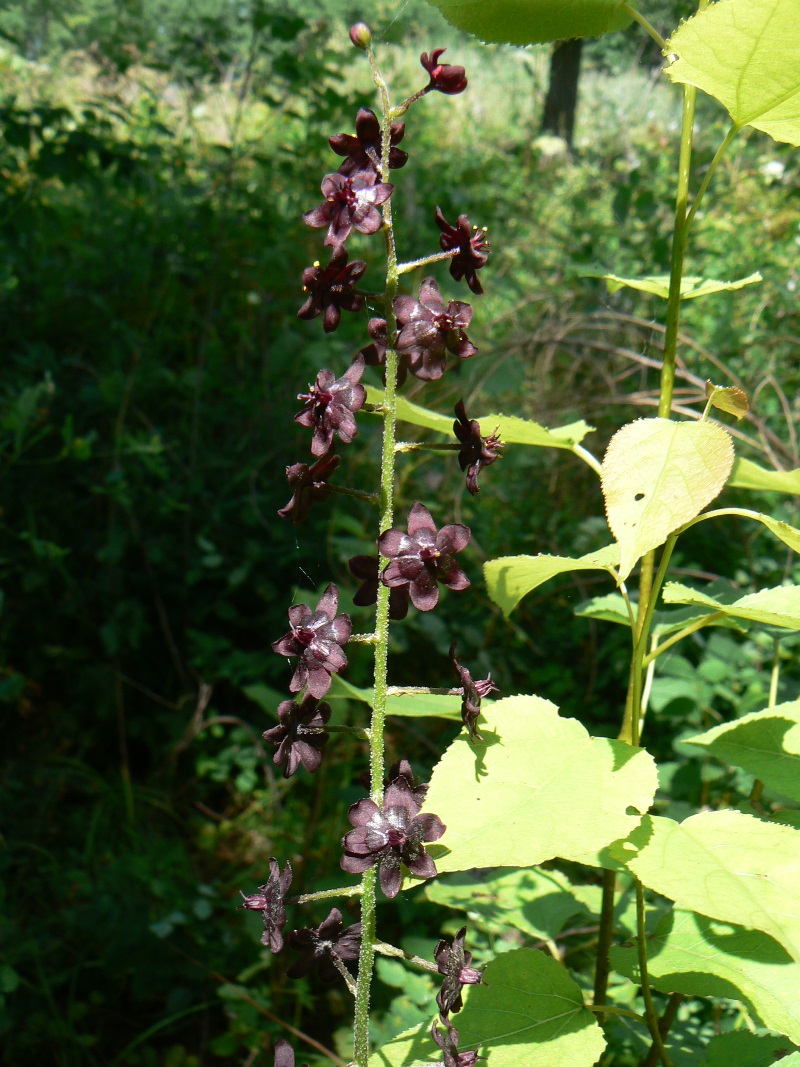 Изображение особи Veratrum maackii.