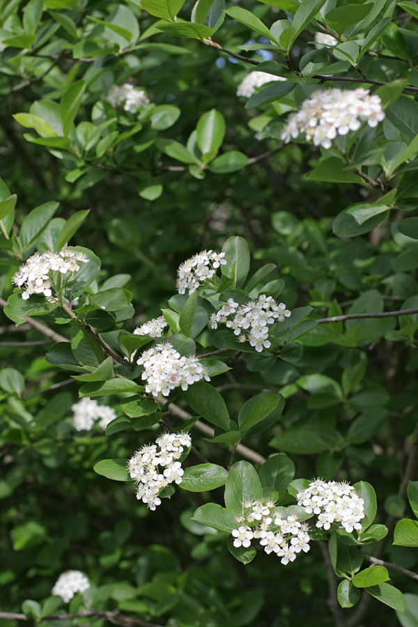 Изображение особи &times; Sorbaronia mitschurinii.