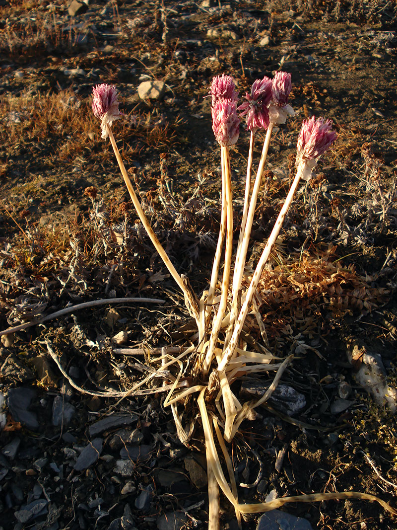 Image of genus Allium specimen.