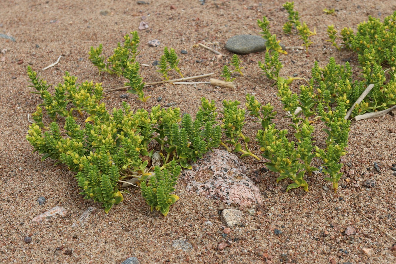 Image of Honckenya peploides specimen.