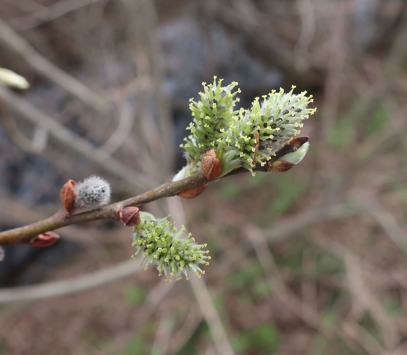 Image of Salix cinerea specimen.