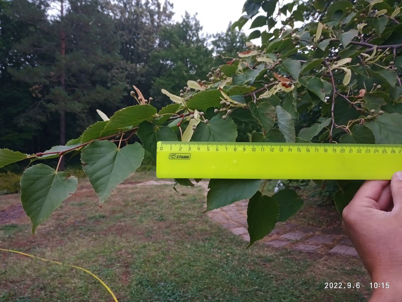 Image of Tilia taquetii specimen.