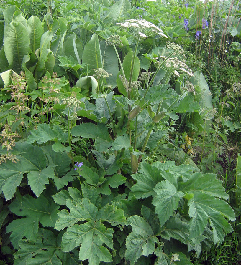 Image of Heracleum dissectum specimen.