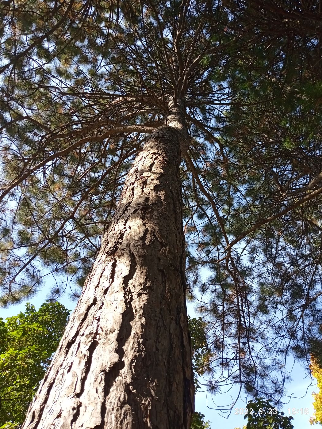 Image of Pinus pallasiana specimen.