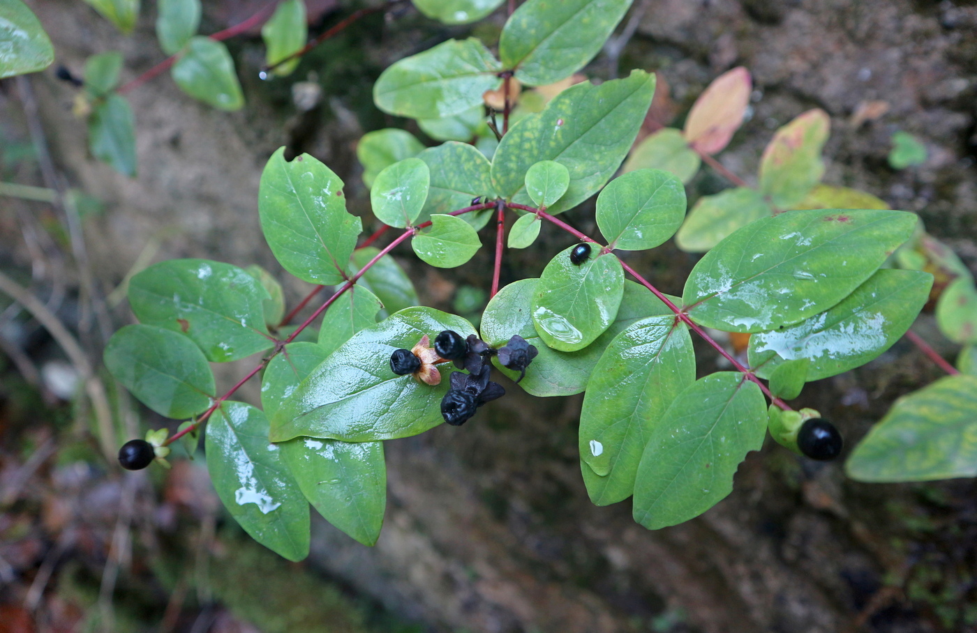 Image of Hypericum androsaemum specimen.